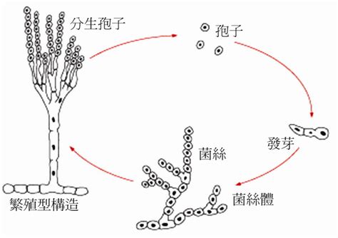 黴菌對身體的影響|微生物與健康產業：黴菌與健康